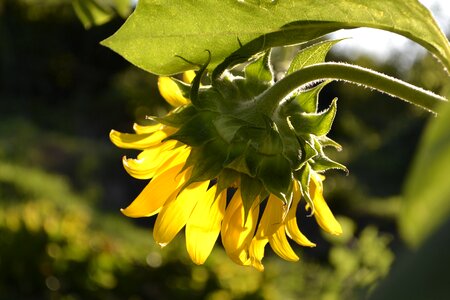 Summer nyárutó sunflowers in backlight photo