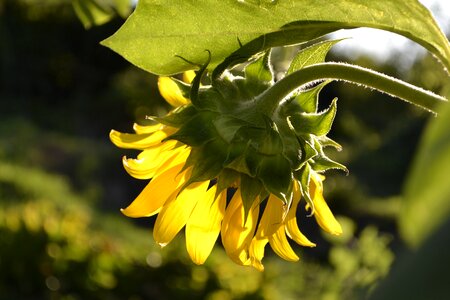 Summer nyárutó sunflowers in backlight