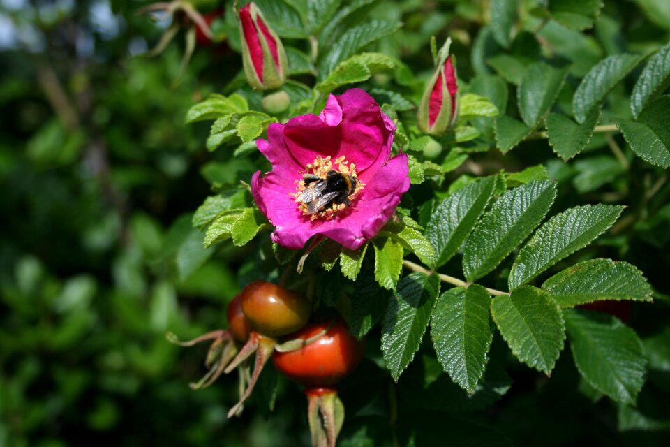 Nature spring honey photo