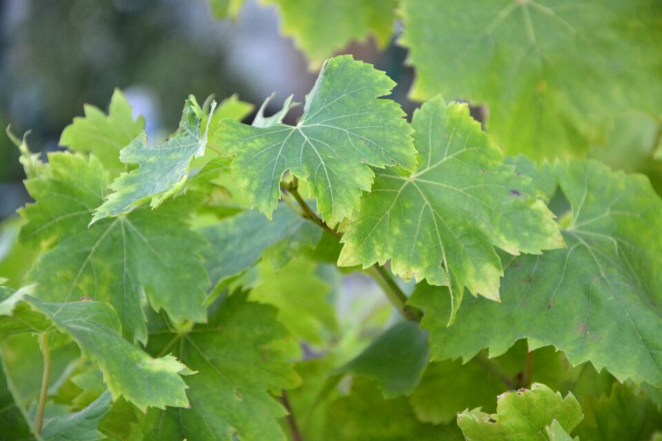 Vineyard green plant