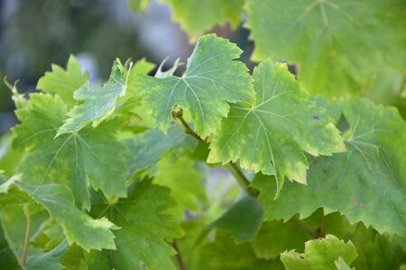 Vineyard green plant