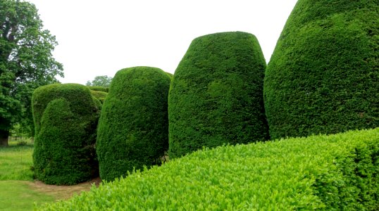 Yew Garden - Packwood House - Warwickshire, England - DSC08694