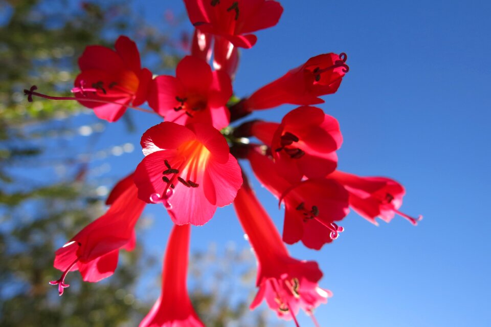 Cantua buxifolia the national flower of peru hummingbird flower
