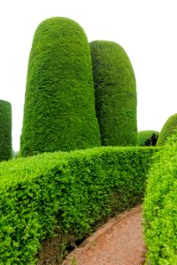 Yew Garden - Packwood House - Warwickshire, England - DSC08698