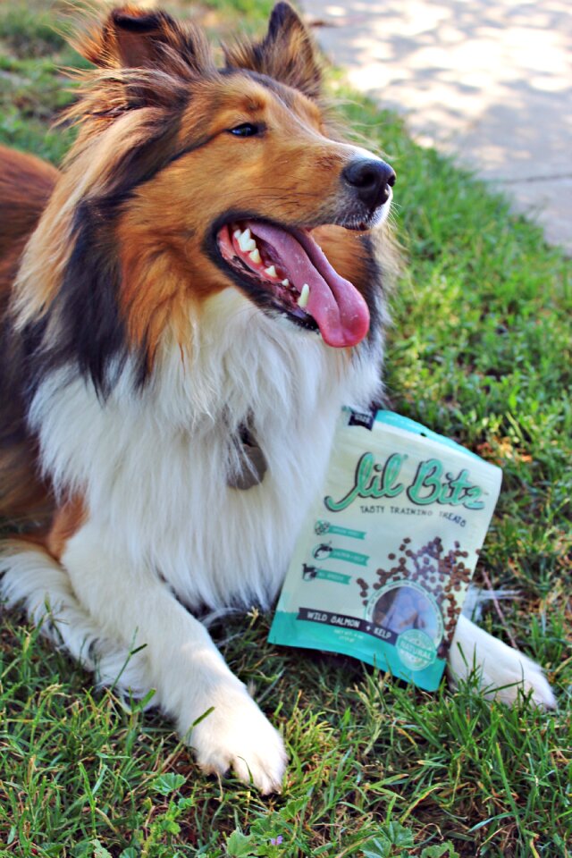 Collie ad outside