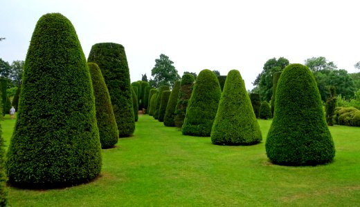 Yew Garden - Packwood House - Warwickshire, England - DSC08625