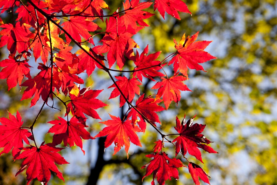 Autumn nature red photo