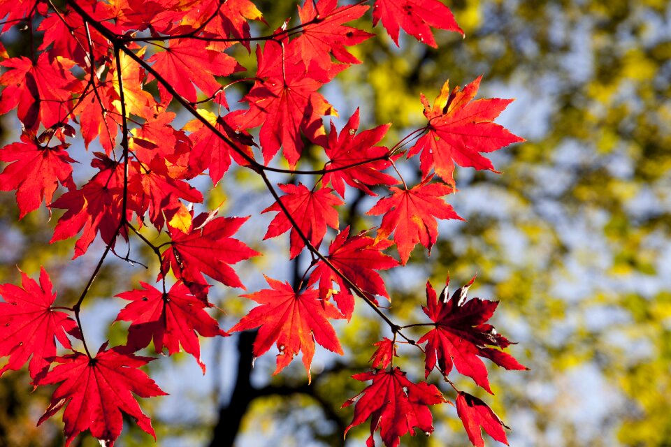 Autumn nature red