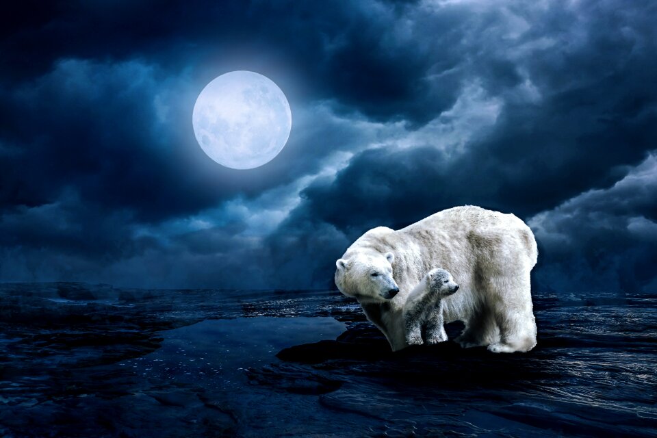 Animal full moon moonlight
