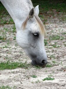 Muscles flexing gray horse