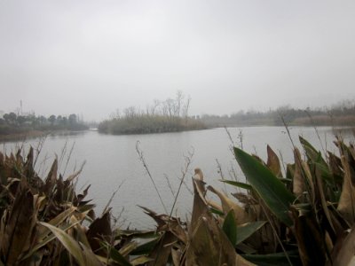 Yanghu Wetland Park, picture4