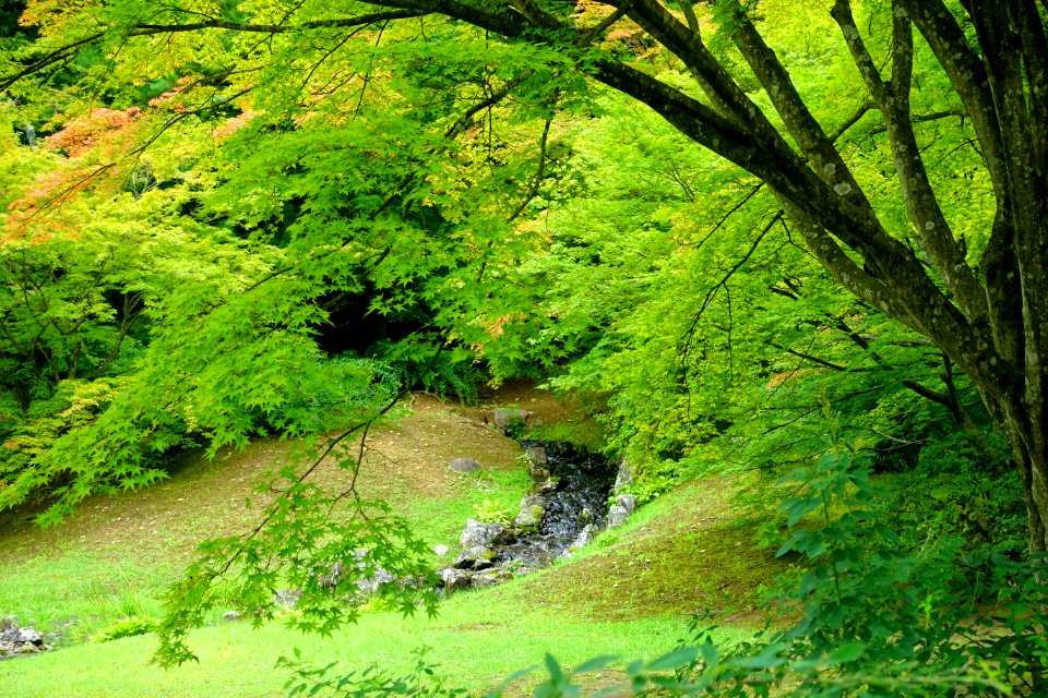 Yarimizu - Motsuji, Hiraizumi, Iwate - DSC04551