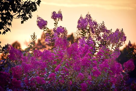 Myrtle purple pink