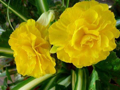 Flowers tuberous begonia popular