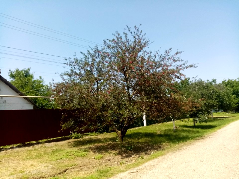 YastrebovkaCr 11