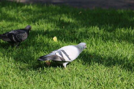 Pigeons birds nature