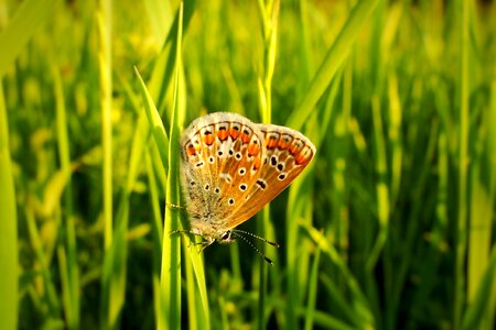 At the court of field butterfly