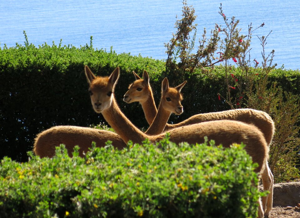 Suasi animals threesome