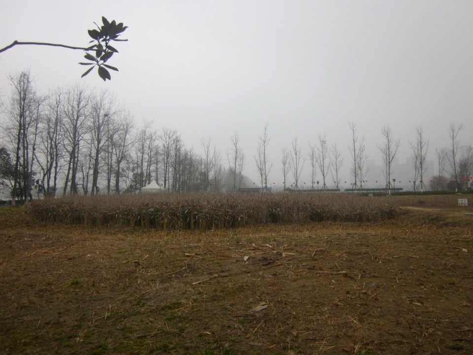 Yanghu Wetland Park, picture1