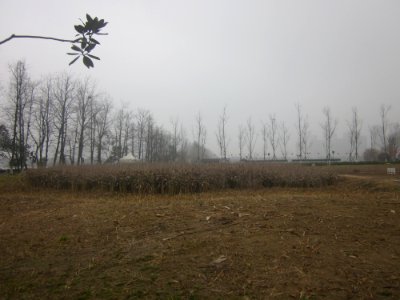 Yanghu Wetland Park, picture1