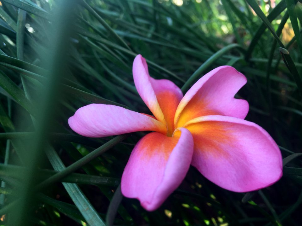 Yap flower