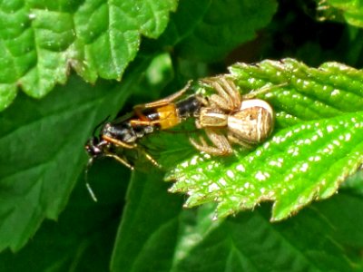 Xysticus ulmi (Crab spider sp.), Arnhem, the Netherlands