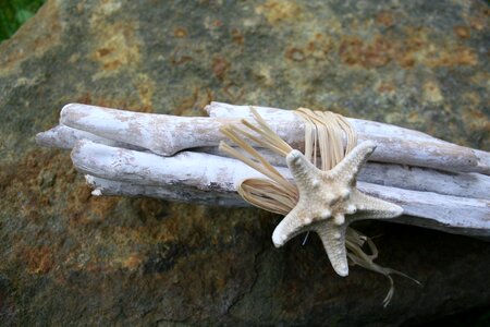 Beach shell flotsam