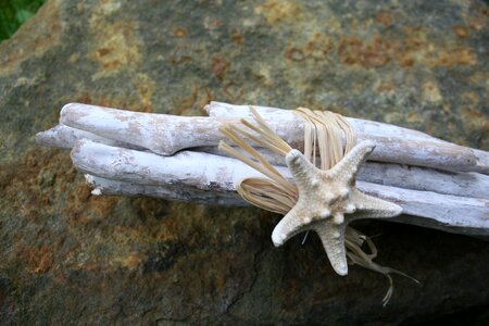 Beach shell flotsam photo