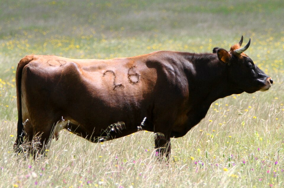 Wildflowers pasture animal