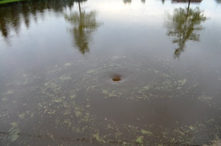 Yard flood, Canandaigua NY July 23, 2017 03