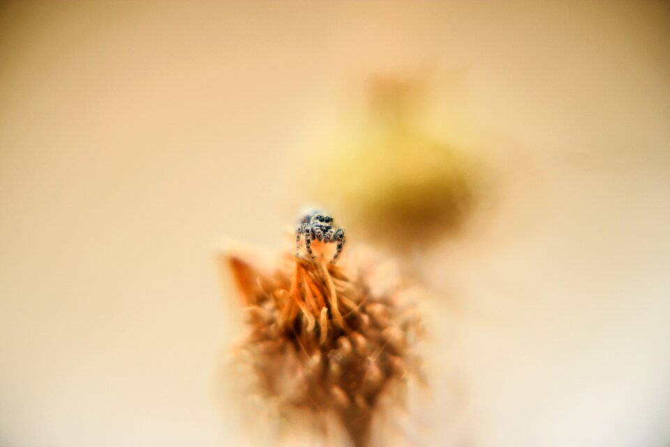 Nectar close up flower