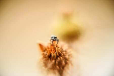 Nectar close up flower