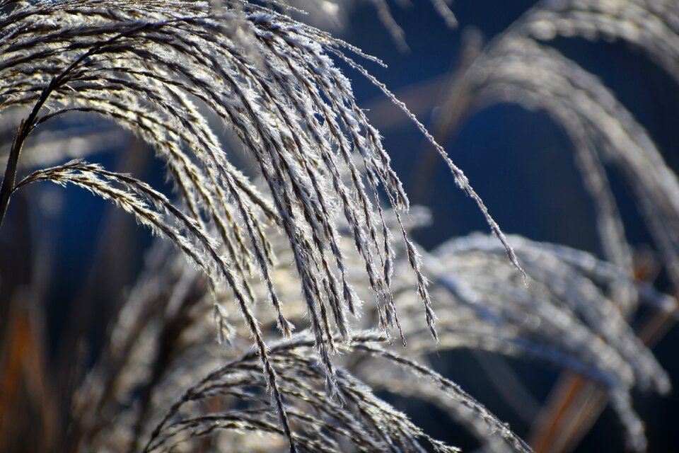 Outdoor winter frost