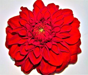 Single bloom blossomed red