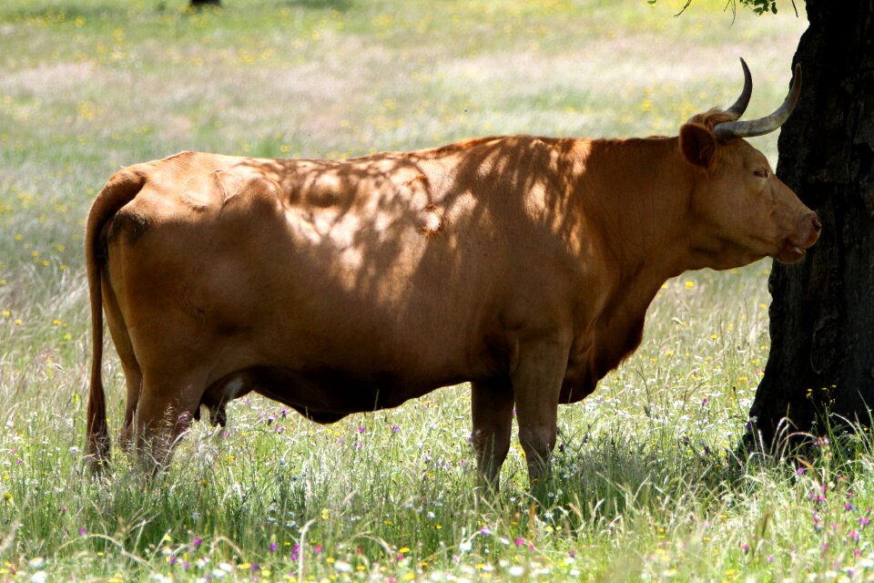 Tree pasture cattle