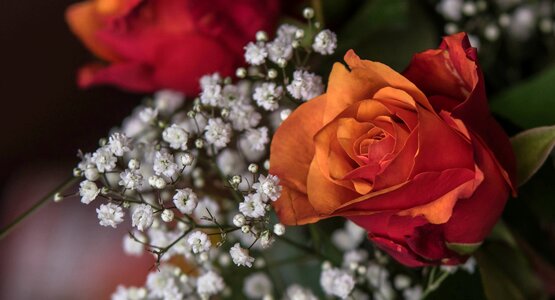 Plant romance petal
