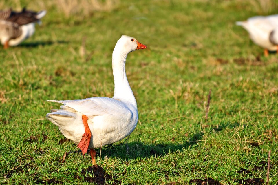 Waterbird anatidae wildlife