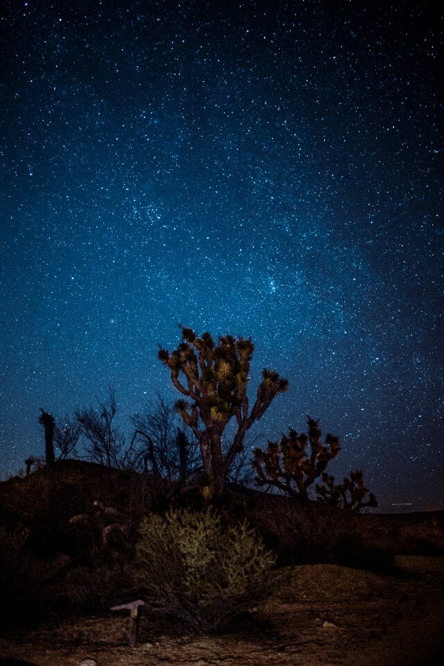 Stars plants cactus