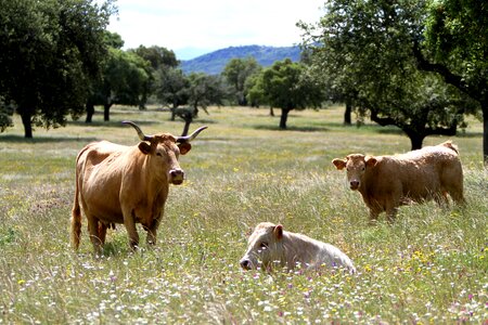 Encinas grazing horns