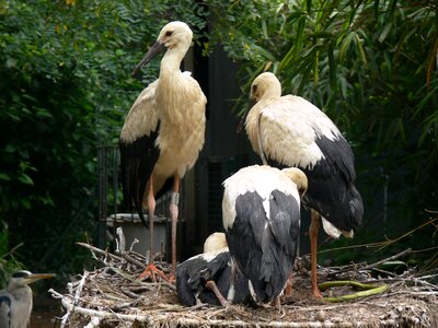 Zoo artis amsterdam