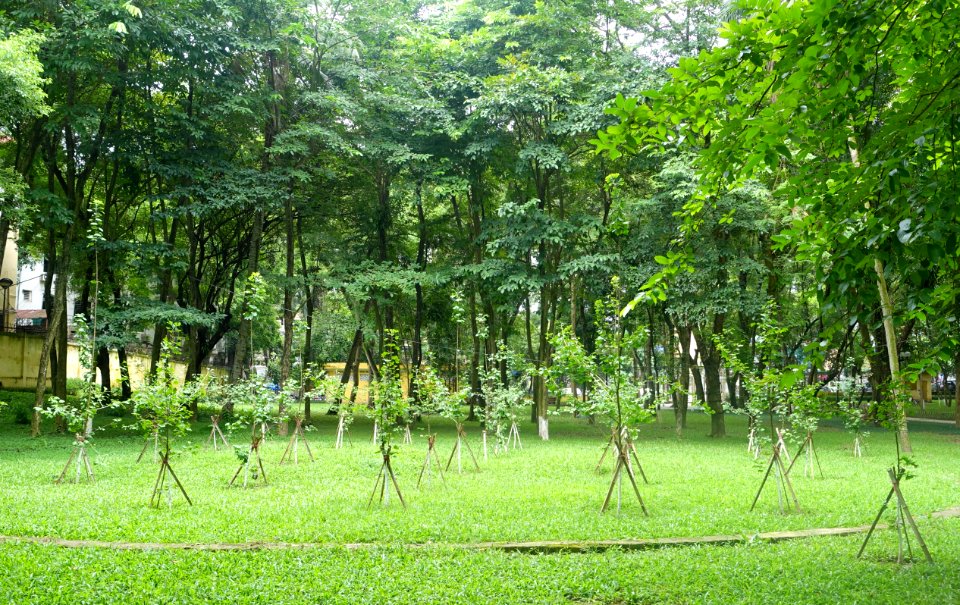 Young plantings - Hanoi Botanical Garden - Hanoi, Vietnam - DSC03631