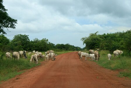Cattle animal herd photo