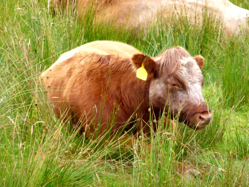 Young-cow-1