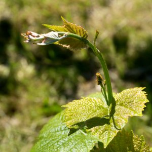 Young grapevine leaves 5 photo