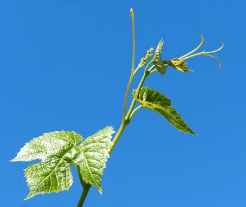 Young grapevine leaves, tendrils and flowers 2 photo
