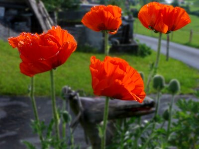 Poppy flower red garden