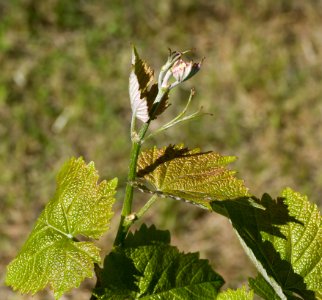 Young grapevine leaves 3