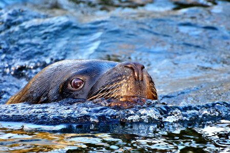 Mammal sea meeresbewohner photo