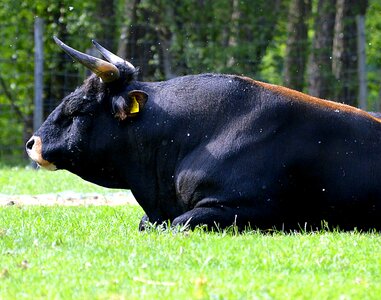 Animal world cattle agriculture