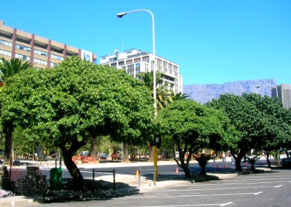 Young Milkwood trees in Cape Town city centre - Sideroxylon inerme 1 photo